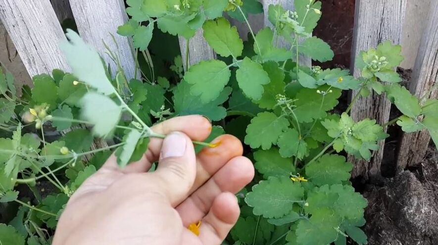 zelandina belar zukua papilomak kentzeko